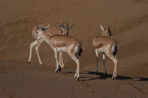 سایه سنگین سید باقر بر سر زیبارویان در دل شنزارهای سوزان غرب کرخه